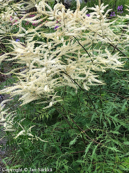 Aruncus dioicus 'Kneiffii' hapsutyhtangervo